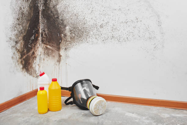 Best Insurance-Related Mold Remediation in Wolfhurst, OH