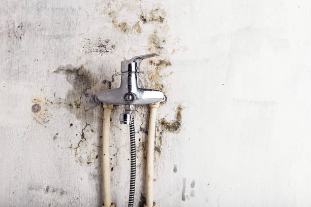 Best White Mold Remediation in Wolfhurst, OH