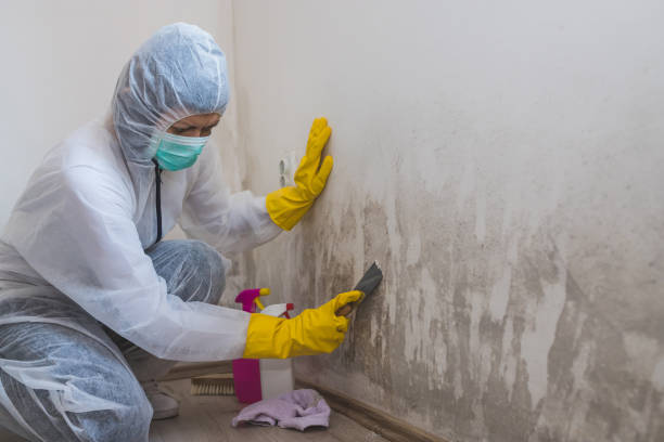 Best Emergency Mold Remediation in Wolfhurst, OH