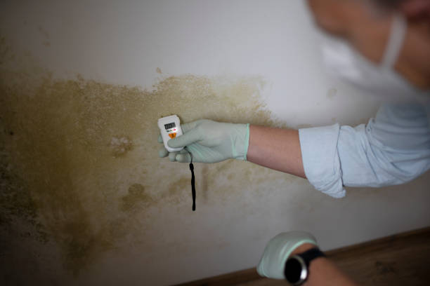Best Mold Remediation for Specific Building Types in Wolfhurst, OH