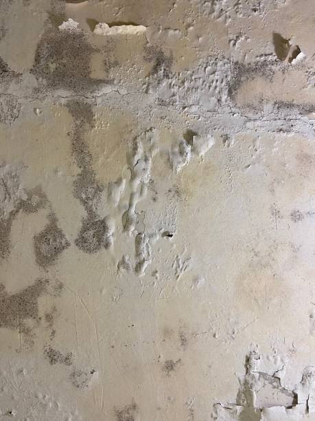 Best Industrial Mold Remediation in Wolfhurst, OH