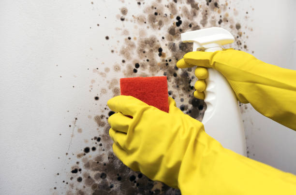 Best Crawl Space Mold Remediation in Wolfhurst, OH