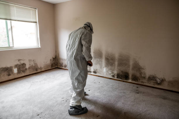 Best Post-Flood Mold Remediation in Wolfhurst, OH