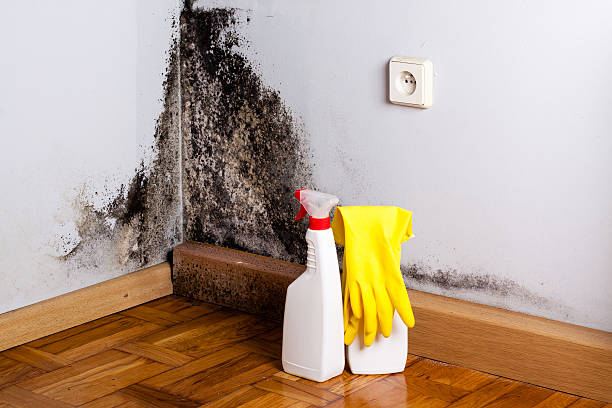 Best Attic Mold Remediation in Wolfhurst, OH