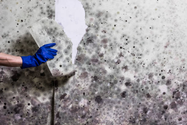 Best Basement Mold Remediation in Wolfhurst, OH