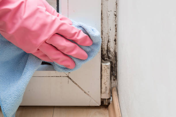Best Commercial Mold Remediation in Wolfhurst, OH